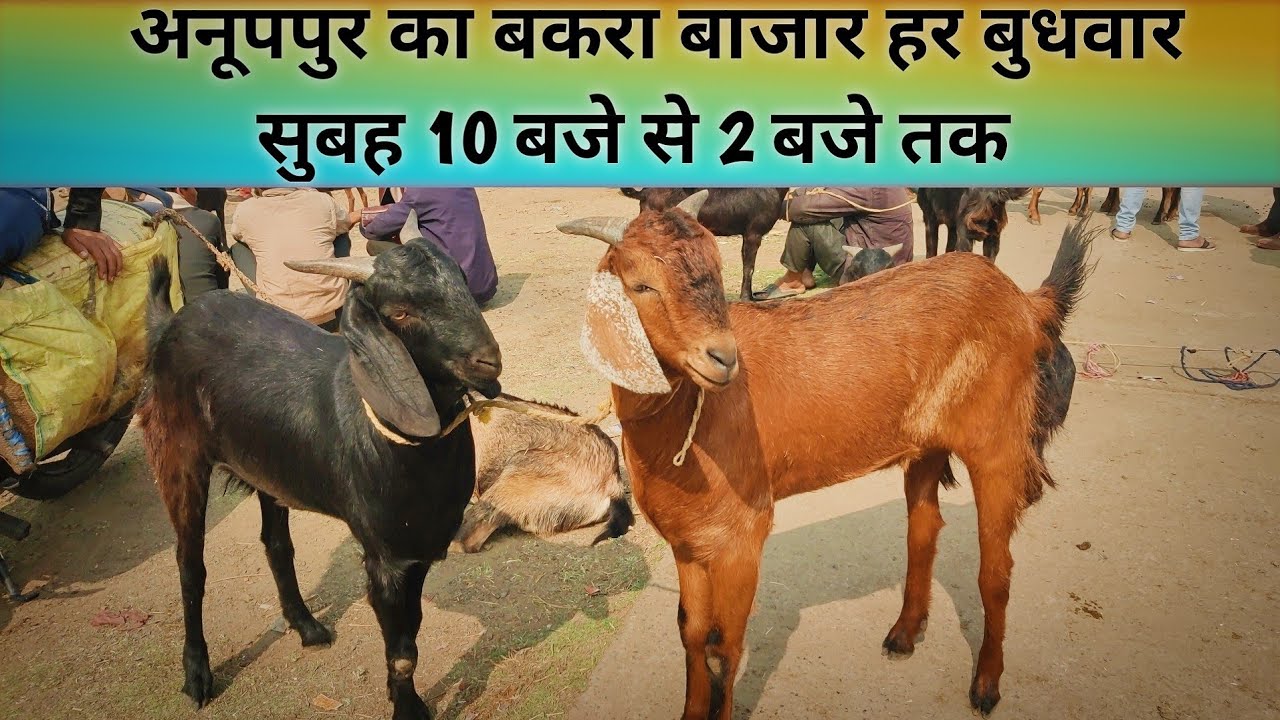अनूपपुर का बकरा बाजार हर बुधवार सुबह 10 बजे से 2 बजे तक।