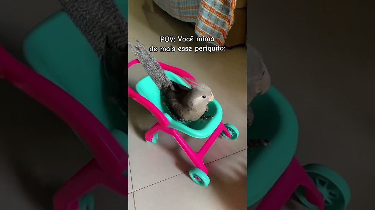 PERIQUITO MIMADO 😍 #calopsita #aves #cockatiel #parrot #lytacalopsitas #shorts #funny #passarinho