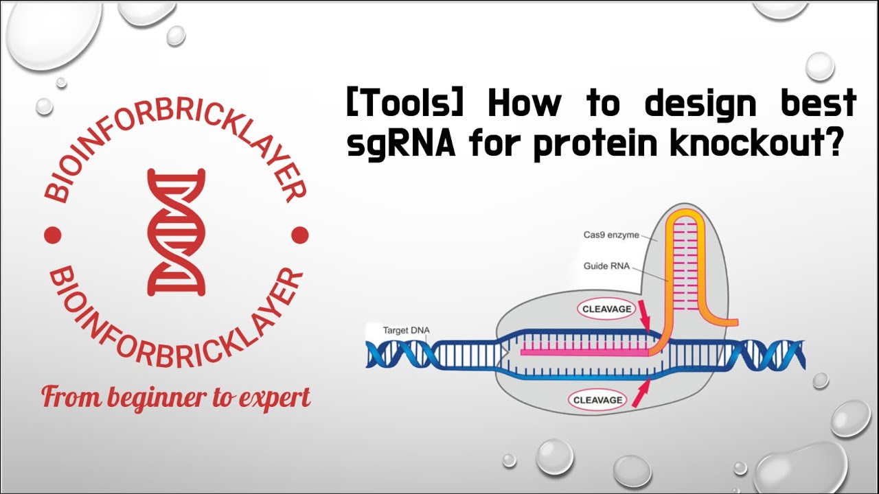 【Bioinformatics | Tools 01】 How to design best sgRNA for protein knockout?