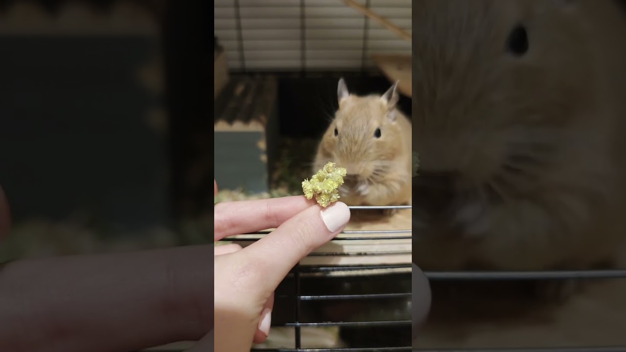 Koszatniczka / Octodon degus 🐹 #eating #animal #youtubeshorts #love