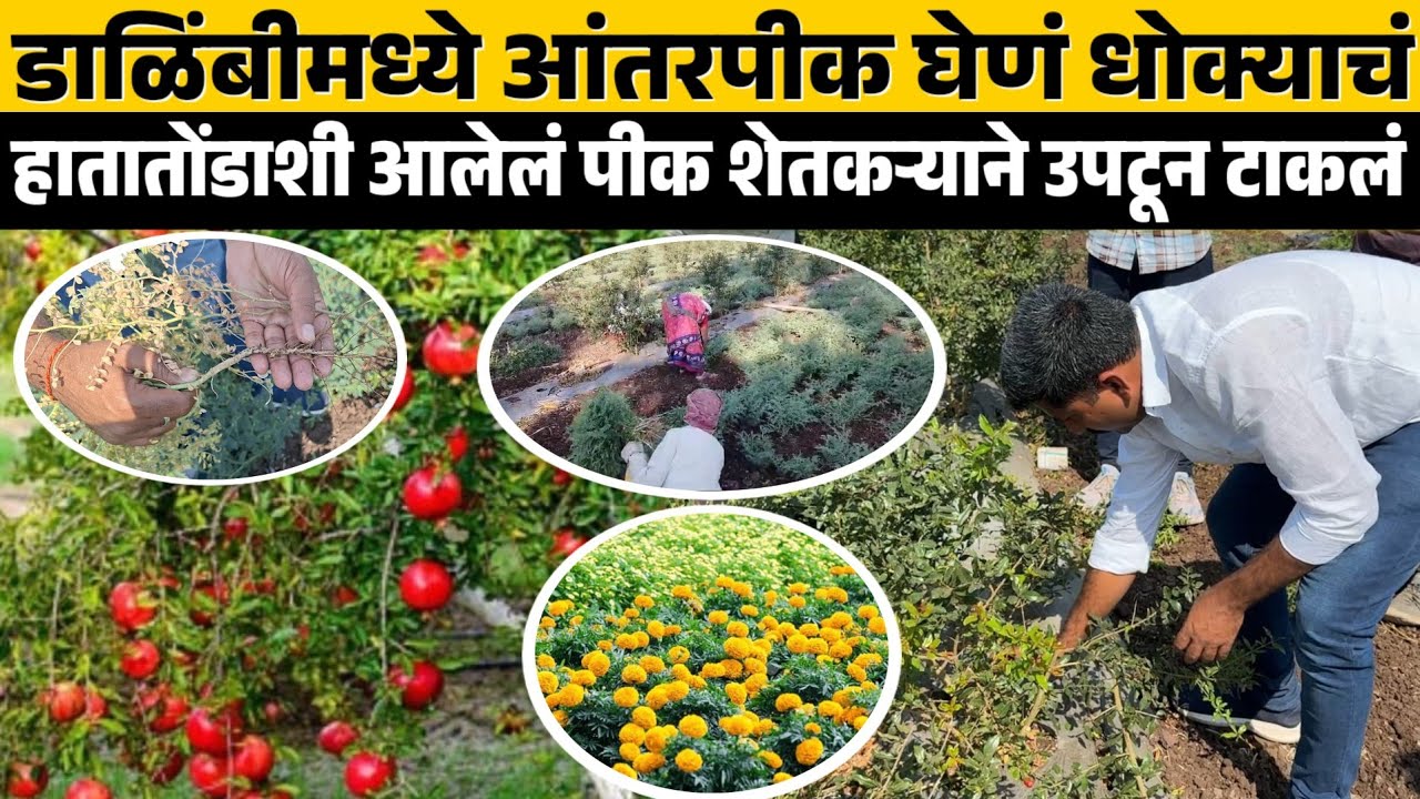 ♦️डाळिंबात आंतरपिक घेणं धोक्याचं ? हातातोंडाशी आलेलं पीक शेतकऱ्याने उपटून टाकलं..