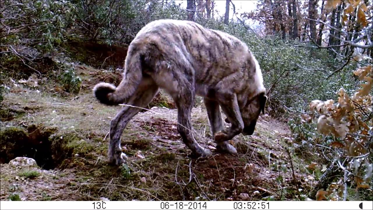 FAUNA IBERICA. FOTOTRAMPEO
