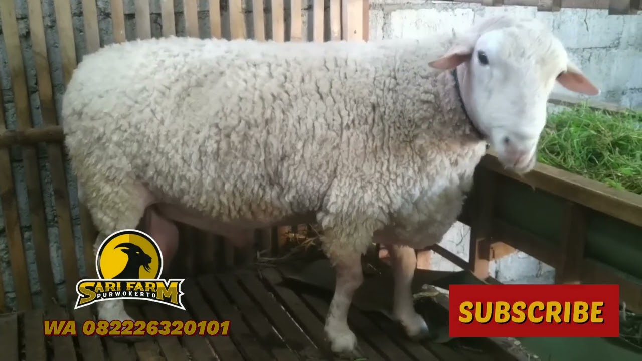 Review Pejantan Domba Texel Jumbo Bagus Buat Pencetak Anakan Super - WA 082226320101