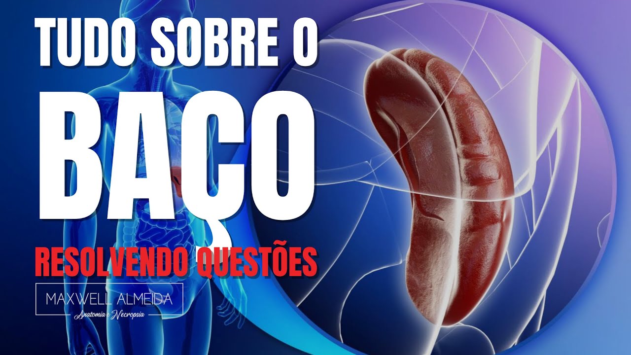 Anatomia do Baço | Questão comentada sobre o maior órgão linfático