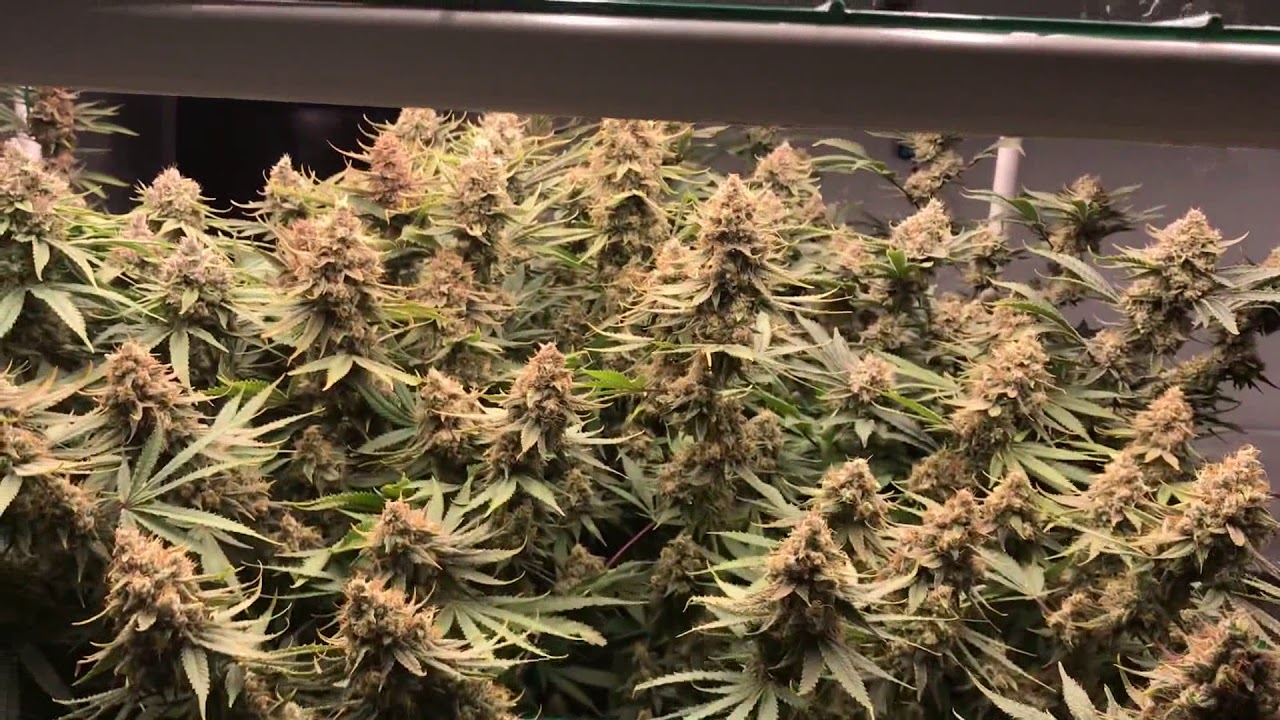 Wildflowers (Strawberry Cough x Silver Mtn) by Happy Little Tree Co Spydrx Plus Buildasoil 3.0 SIP