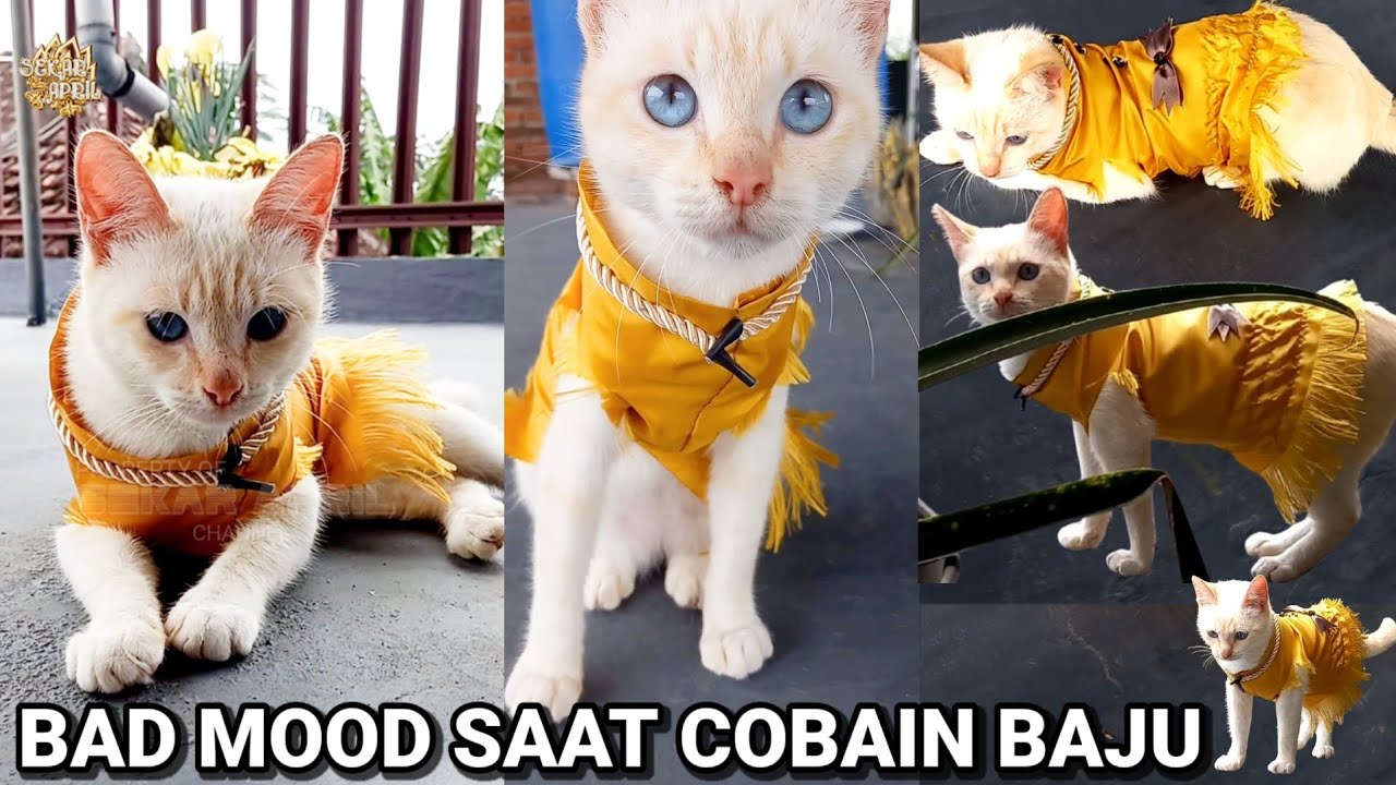 EDISI BULAN RAMADHAN hawa²nya GALAK🤣