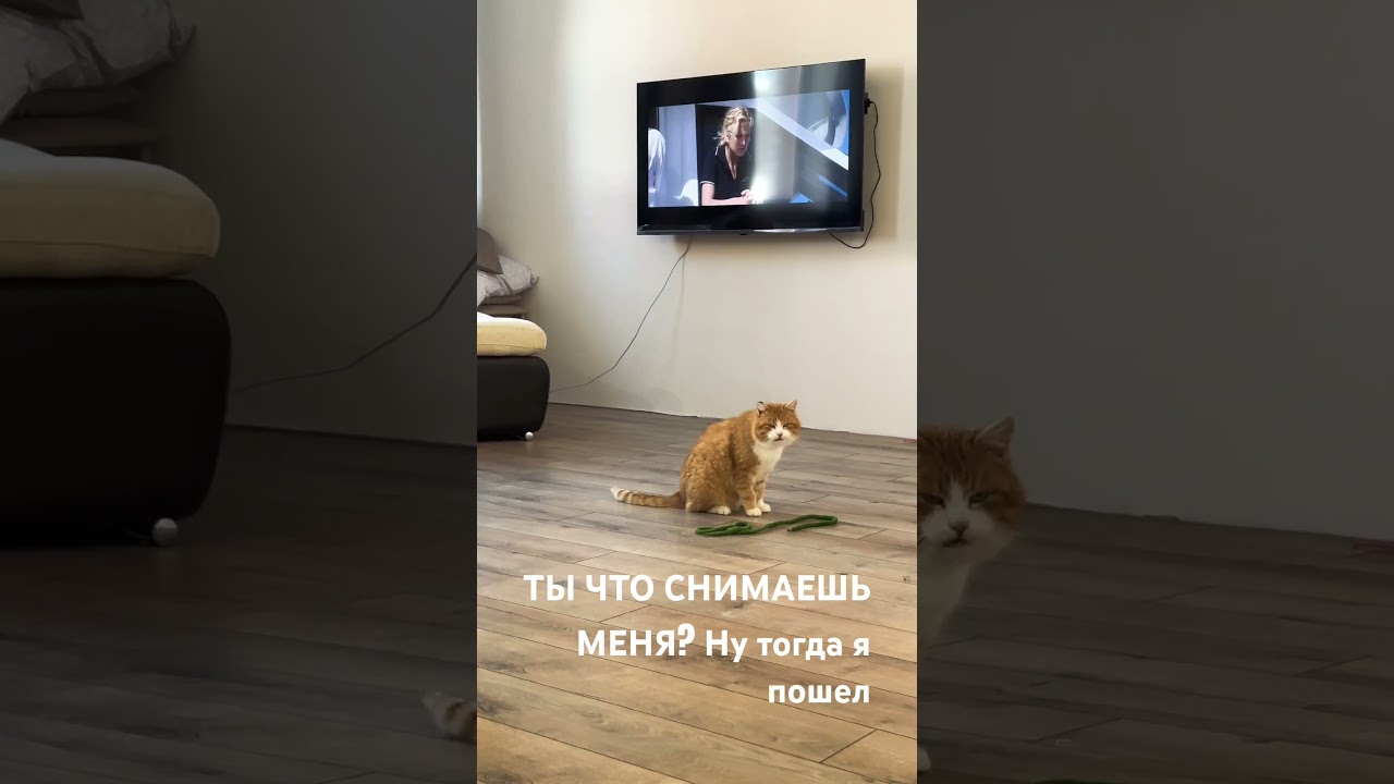 Впервые начал играть с тех пор как я его забрала с улицы. Ранее его ничего не интересовало #cat #рыж