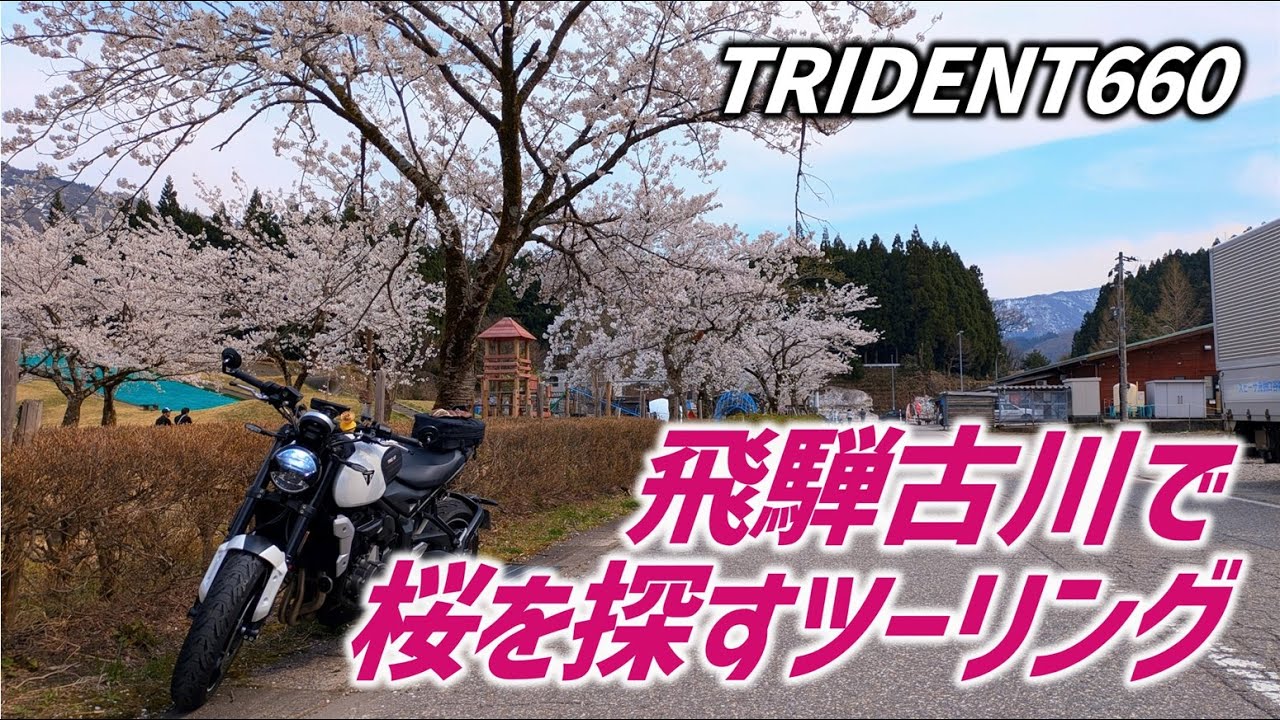 【トライデント660】野良の桜とバイクの映え写真を撮りたい！飛騨古川に桜を探しに行くツーリング【日帰りツーリング#41飛騨古川編】モトブログ