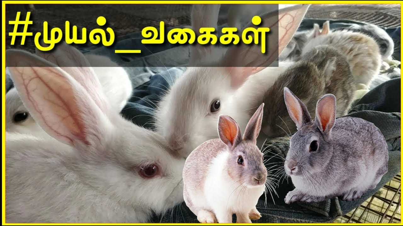 🐰🐰முயல் வகைகள் மற்றும் விலைகள் 