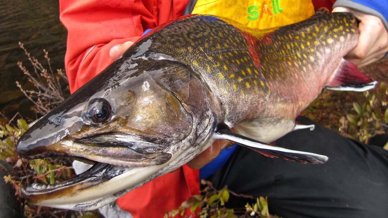 Trophy Algonquin Park Brook Trout - An Epic Father & Son Quest!