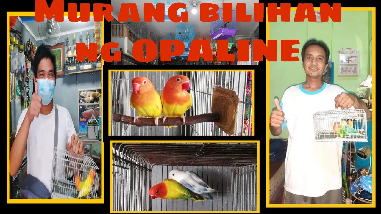 MURANG BILIHAN NG OPALINE 2FEAR PETSHOP PART2 #albs2 #africanlovebird #ibon #opaline #opalineeuwing