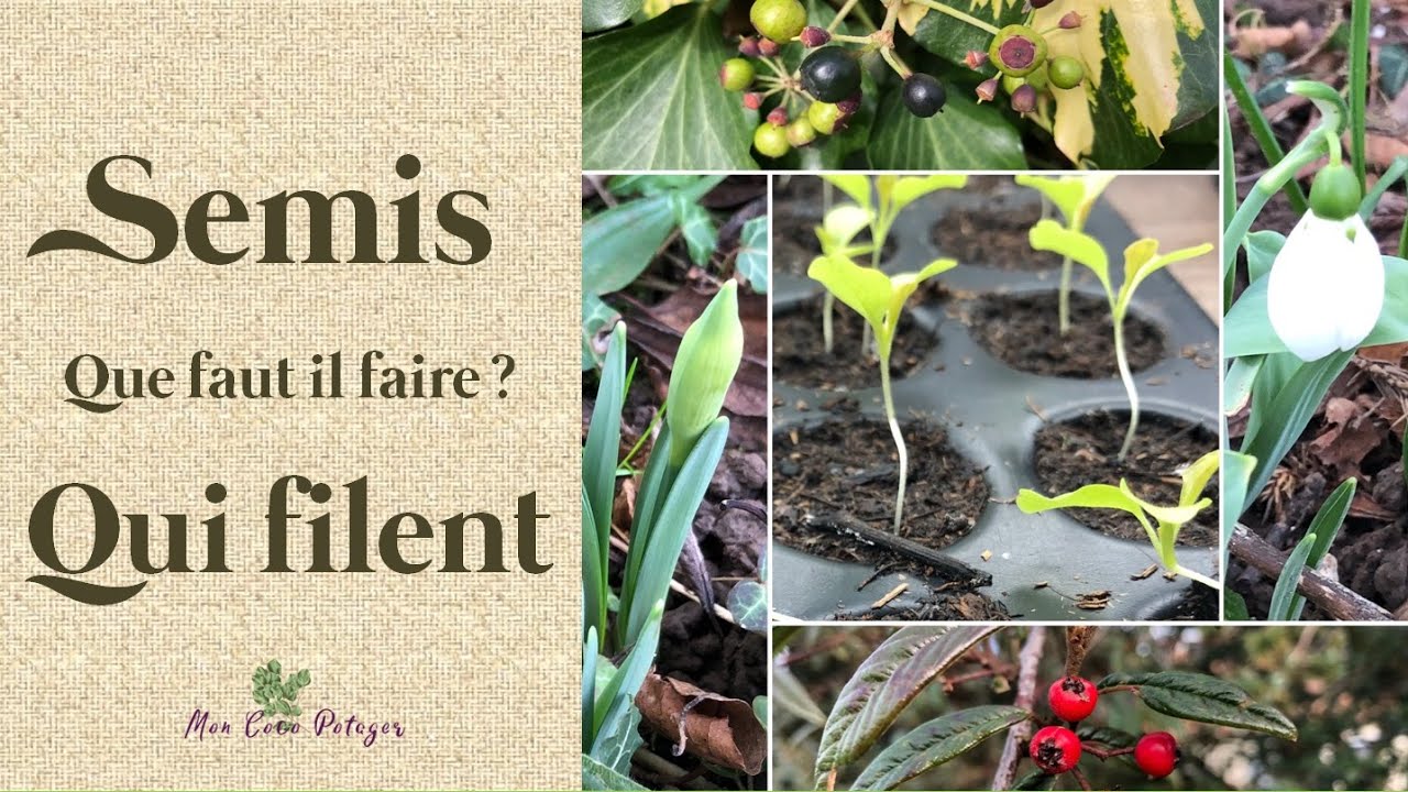 Que faire si vos semis filent ?