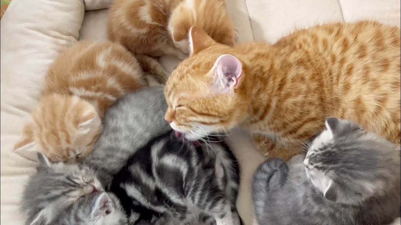 奇跡！？子猫のぽちゃくんが赤ちゃん子猫たちのおトイレを...！