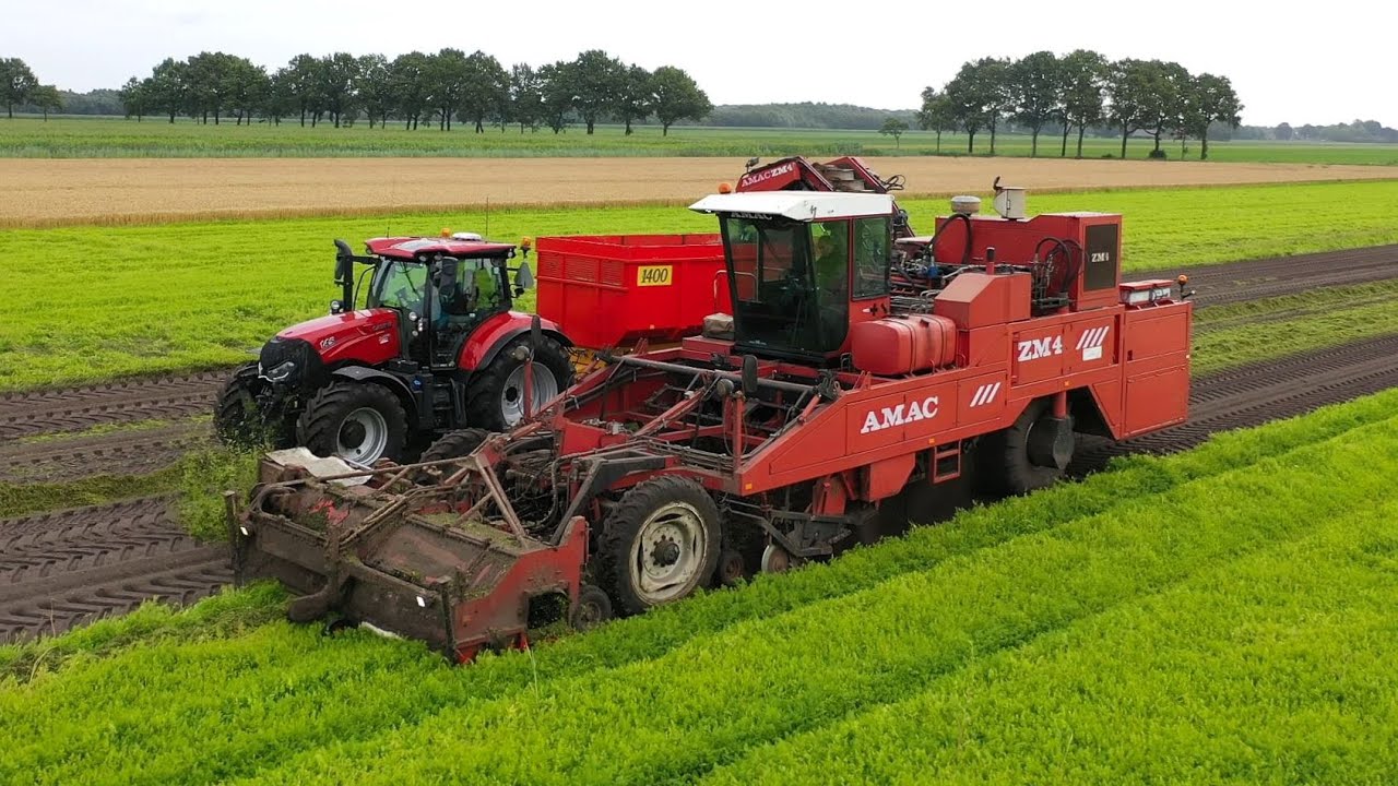 Oogst van Parijse wortelen, bij Lingbeek Agro Nieuwe Pekela.