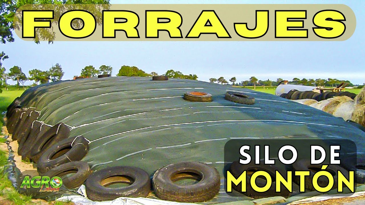 PRODUCCIÓN DE FORRAJES: SILO DE MONTÓN