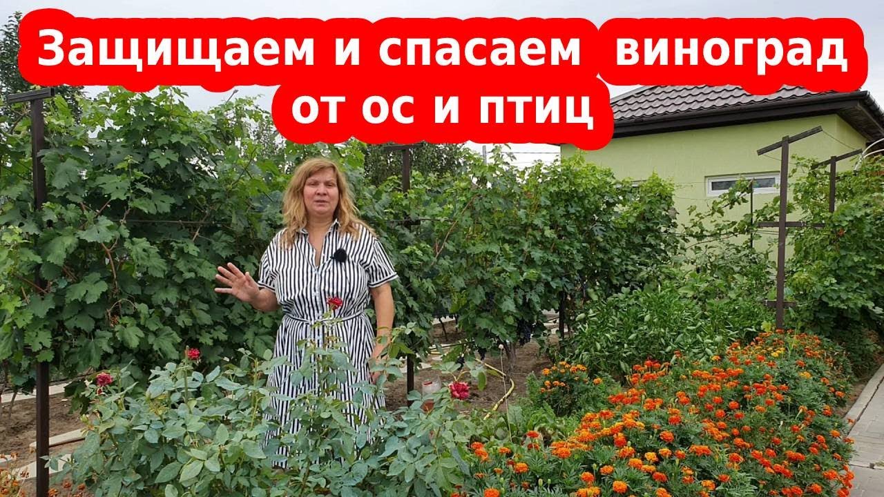Как спасти виноград от ос, шершней и птиц