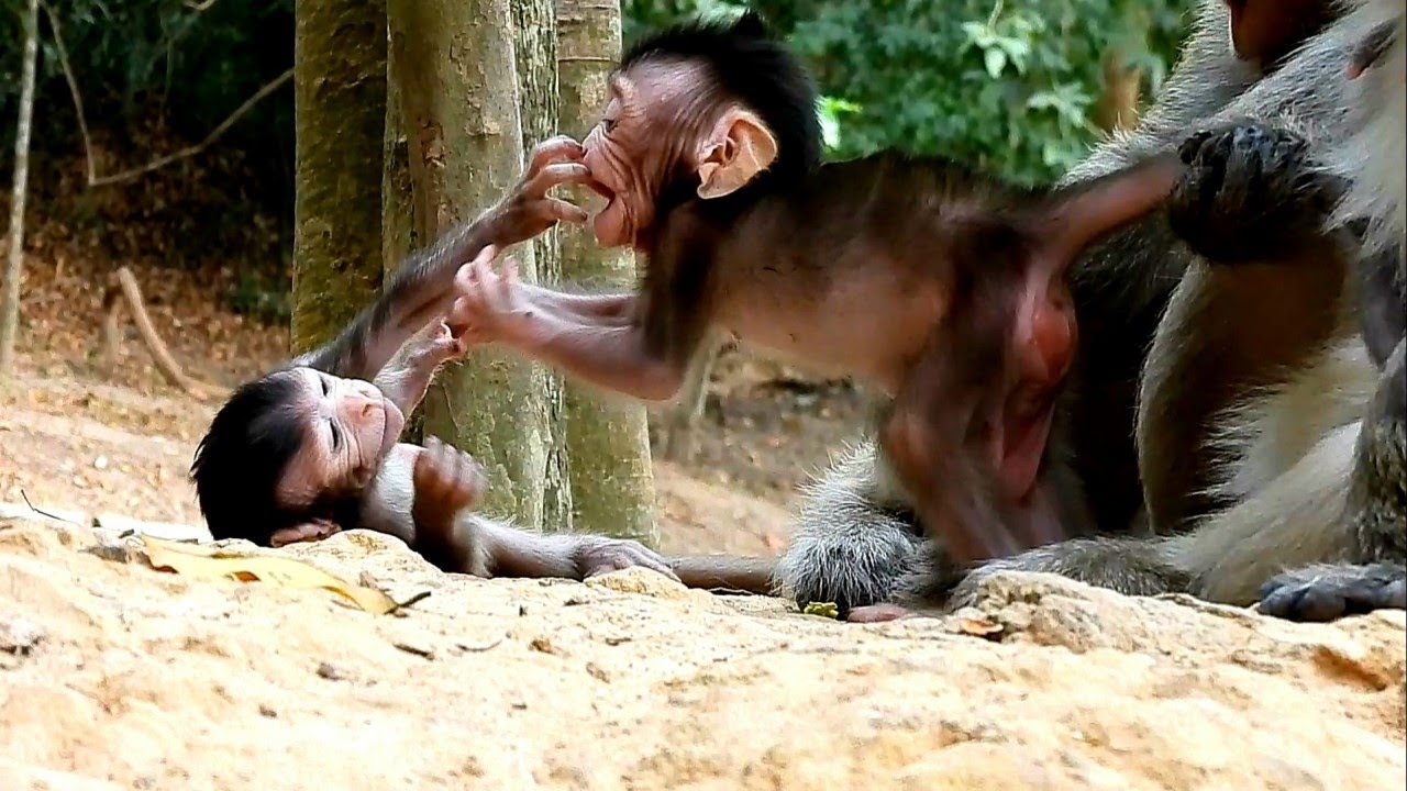 Good Friend And Good Playing Baby Monkey Thona And Cute Boy Baby Bobby