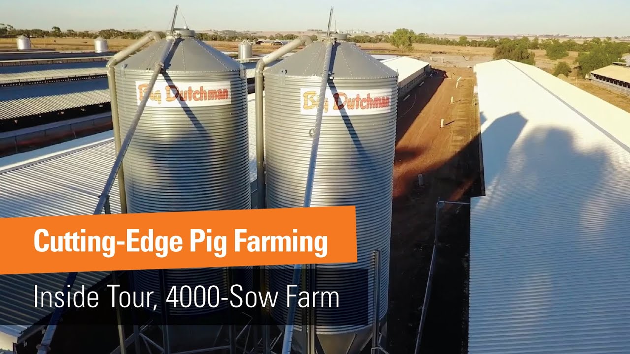 The Future of Livestock Farming | 4000-Sow Farm Solution