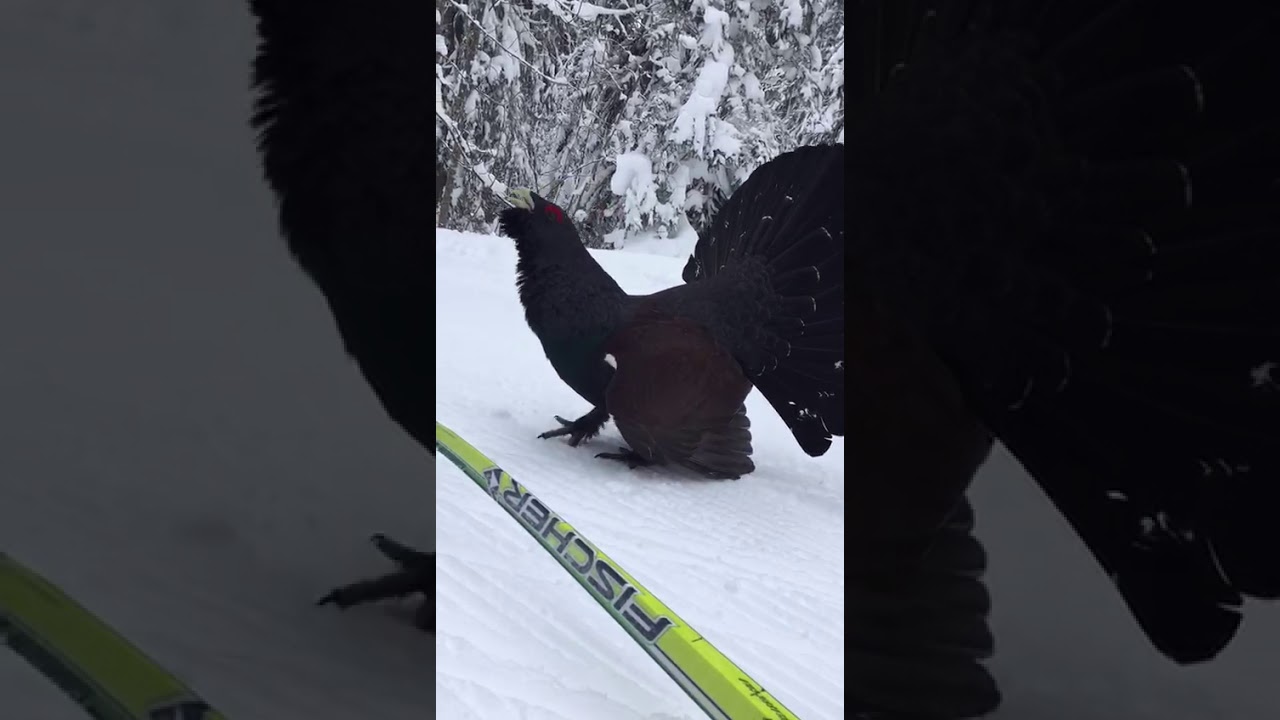 Encuentro entre un esquiador y un urogallo en Pirineos