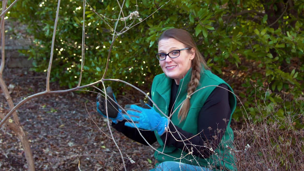 Different Pruning Methods for Your Shrubs