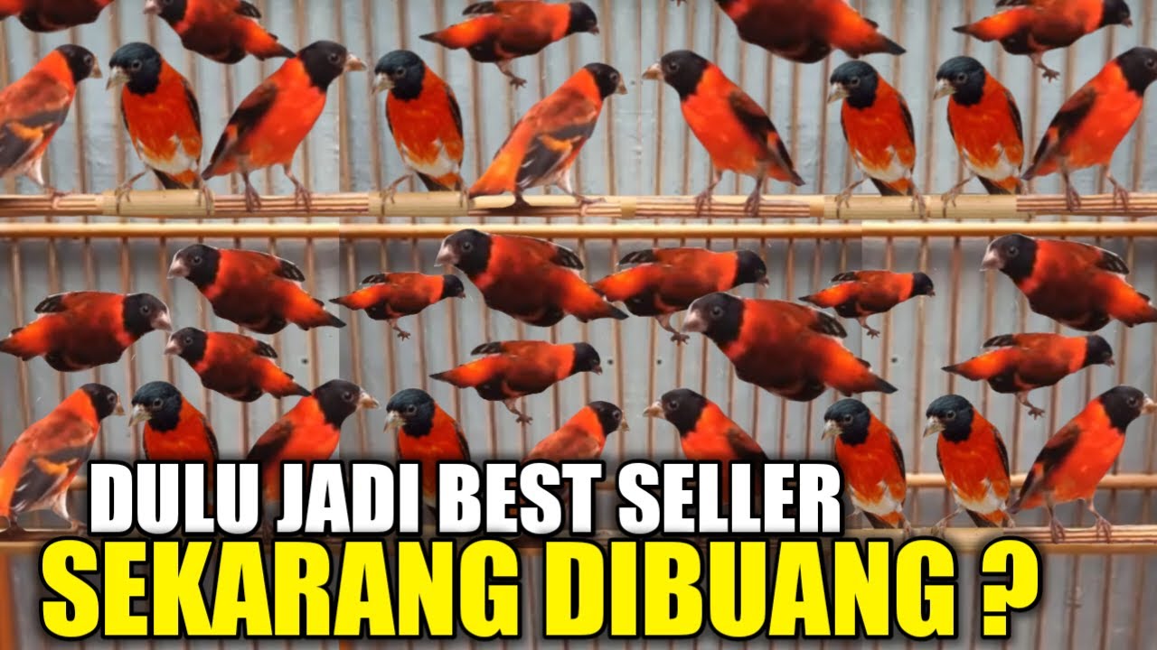 MIRIS ! DULU BURUNG SULTAN SEKARANG SEMURAH INIKAH HARGA BURUNG IMPORT MEWAH SAMPE GA LAKU LAKU