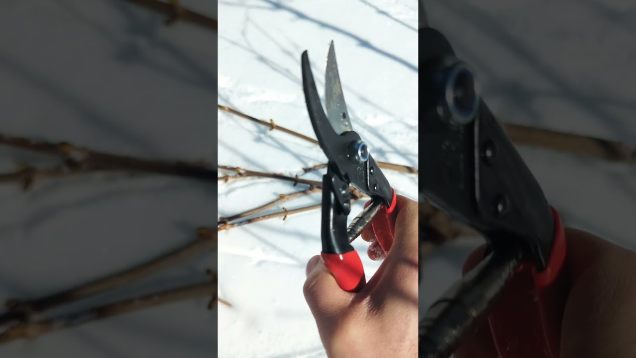 braving deep snow for some cuttings! #elderberry #homestead #diy #greenhouse #permaculture #farm