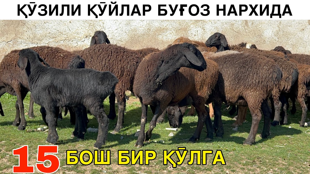 ДАЛАНИ ҚӮЙЛАРИ КЕЛДИ. ☎️+998999530895 ☎️+998976776601