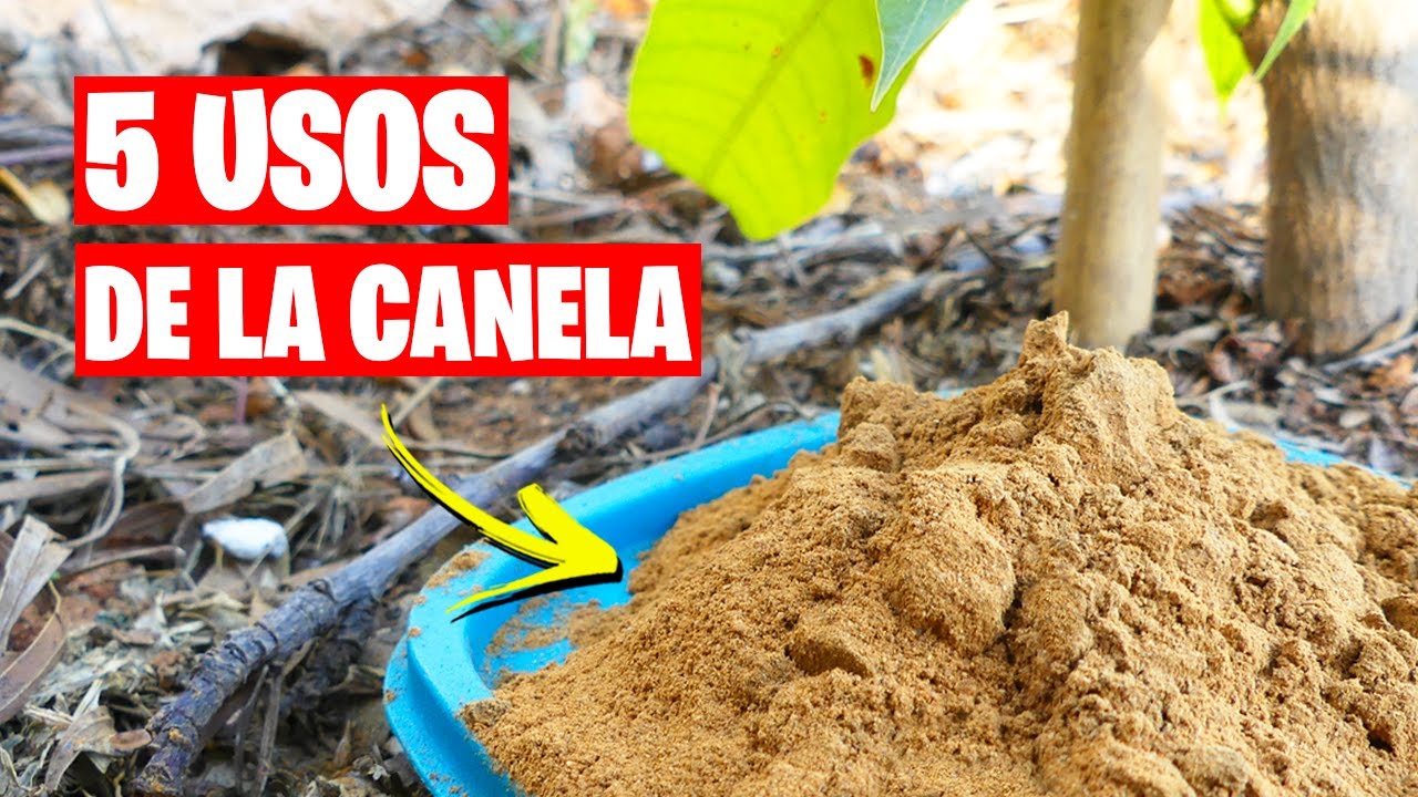5 Usos INCREÍBLES de la CANELA (¡Te SORPRENDERAN!) | La Huerta de Ivan