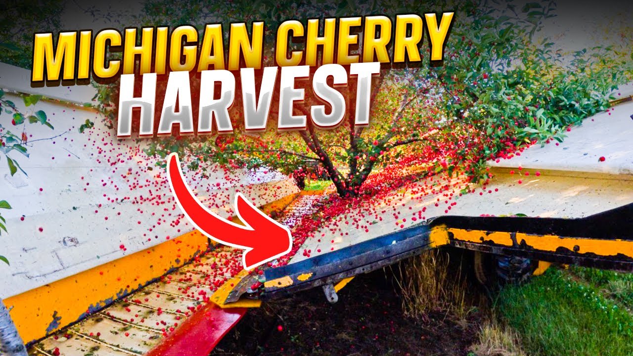Want to SEE the LARGEST Cherry Harvest in Michigan? Watch This Now!