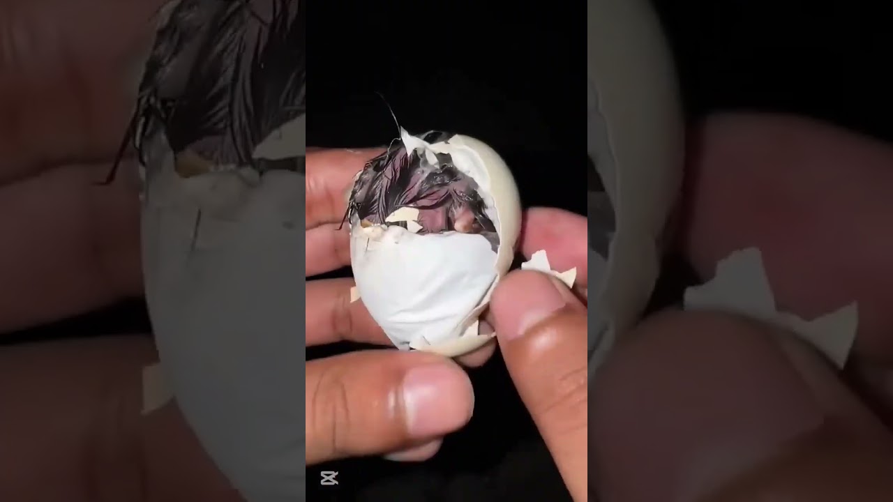 ayudamos al pollito a salir del huevo | Emotivo nacimiento paso a paso