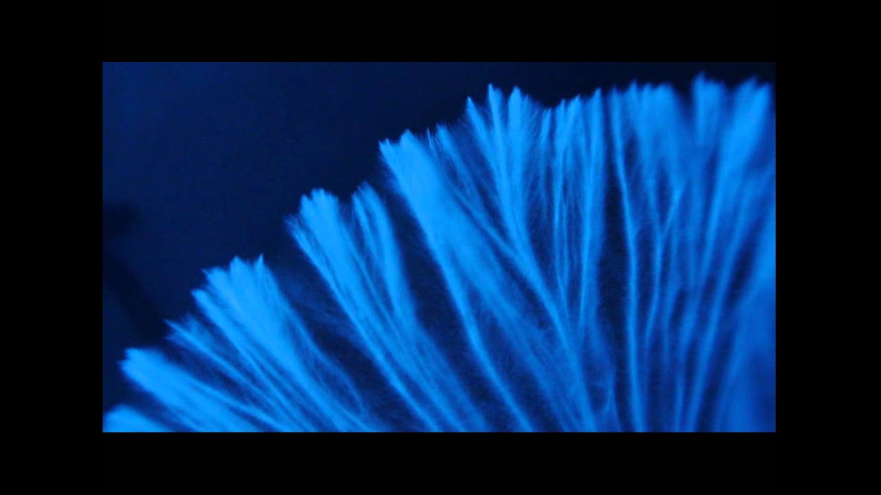 Fungi time lapse videos: mould, mycelium and bioluminescence.