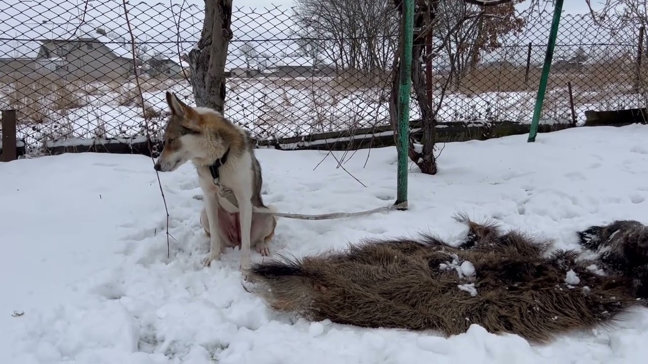Лайка ЗСЛ