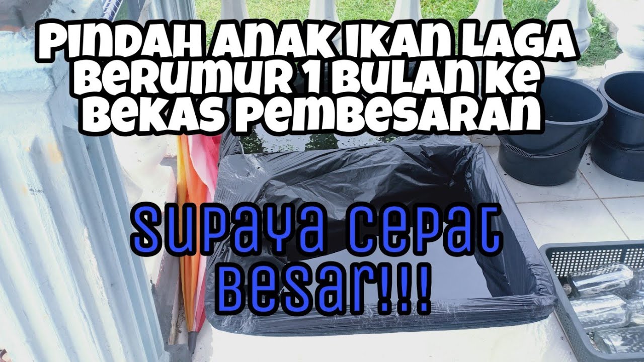 pindah anak ikan laga berumur 1 bulan ke bekas pembesaran