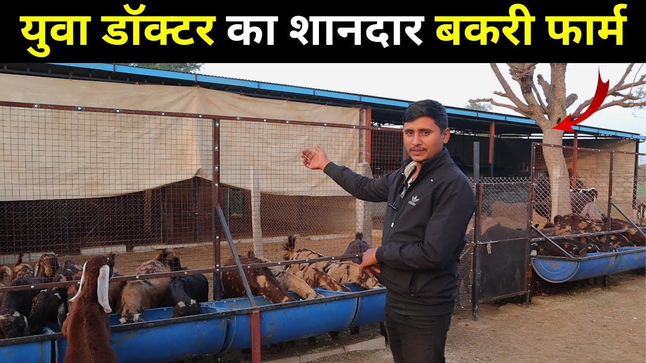 युवा डॉक्टर का शानदार बकरी फार्म| GOAT FARMING IN INDIA |BAKRI PALAN |GOAT FARM |SIROHI BAKRI PALAN