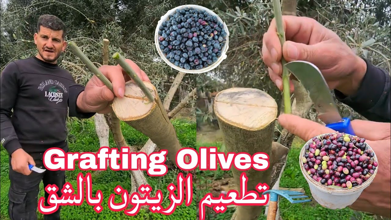 Grafting technique olive trees using the cleft method تطعيم الزيتون بطريقة الشق
