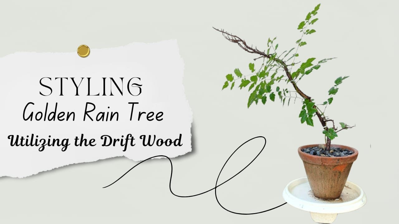 golden rain tree bonsai | driftwood | @Bonsaiart324