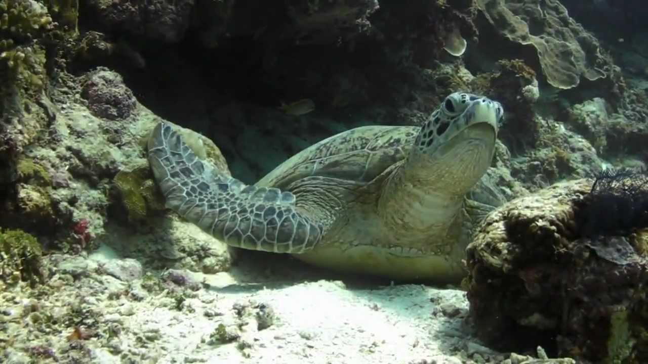 Nabucco Island