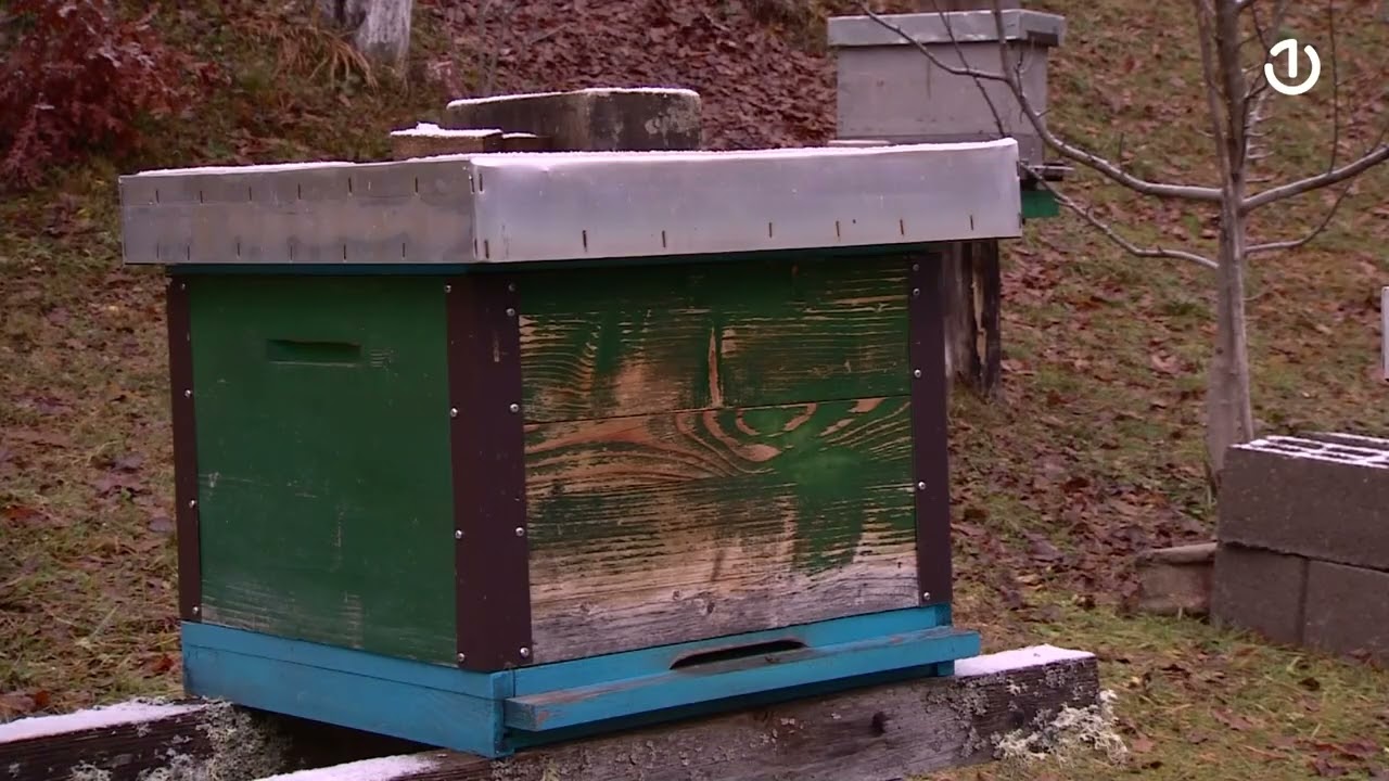 Pčelarstvo na nekih 1000 metara nadmorske visine