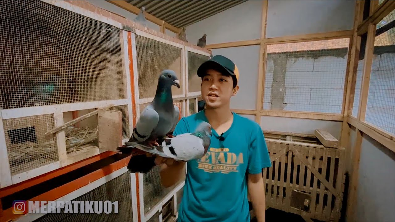 MERPATI POSNYA AHIRNYA GIRING KEKET ?!