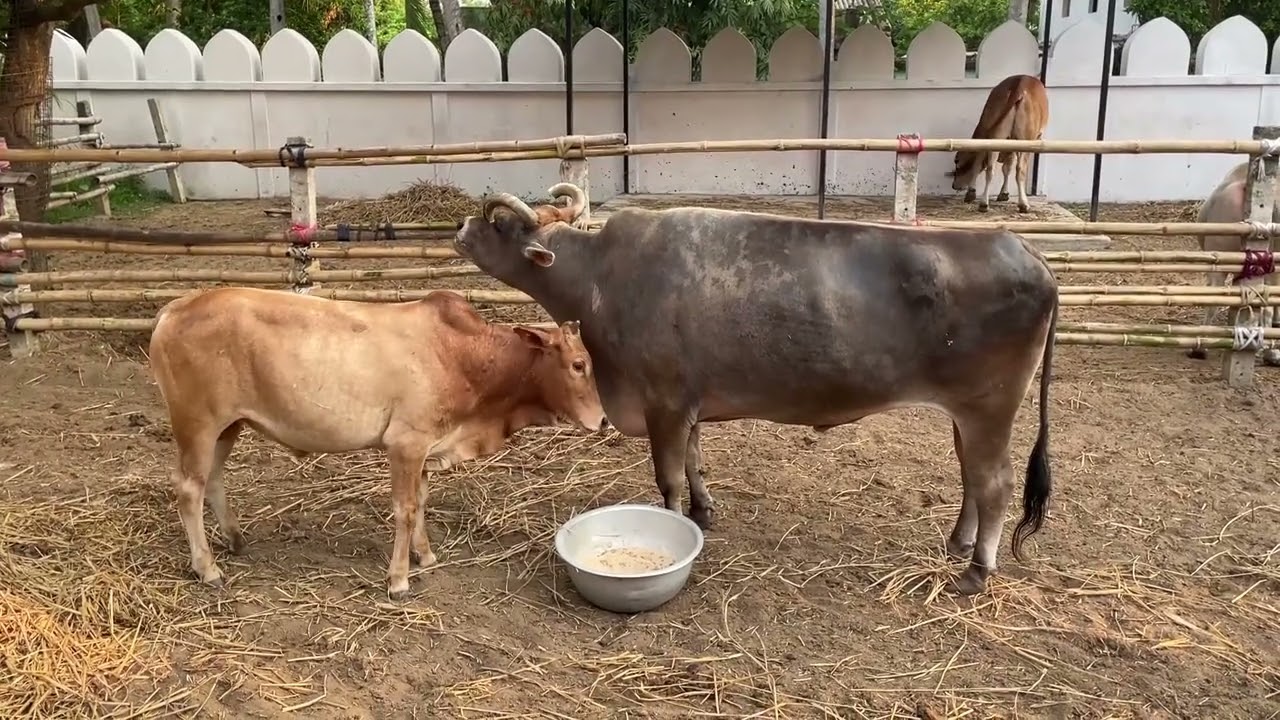 Orphan Kapila Muni Meets the Ashram Bulls for the First Time