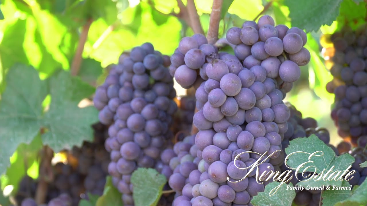 King Estate Willamette Valley Pinot Gris