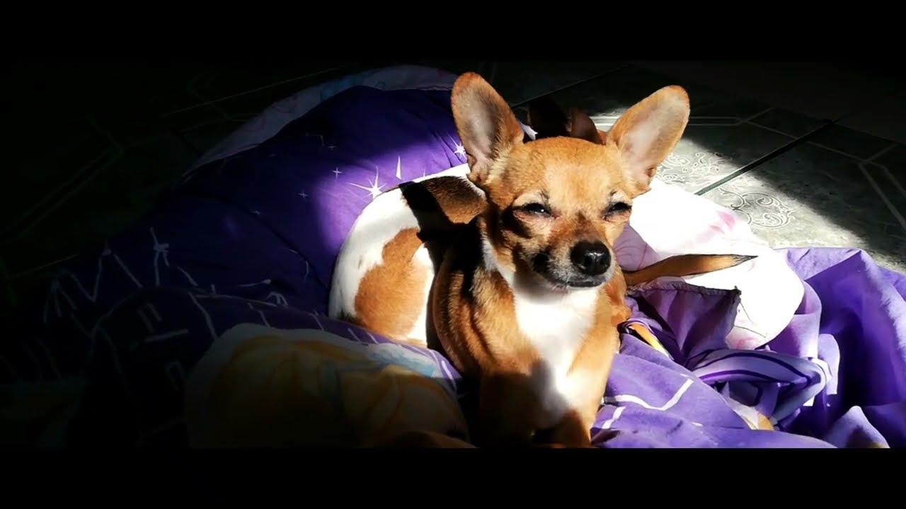 Video Completo | El perro chihuahua cabeza de venado | Datos Extraordinarios