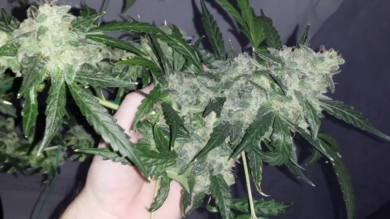 Day#100 Optic 4 COB LED Light Mover Grow Series - Starting my Autoflower Harvest