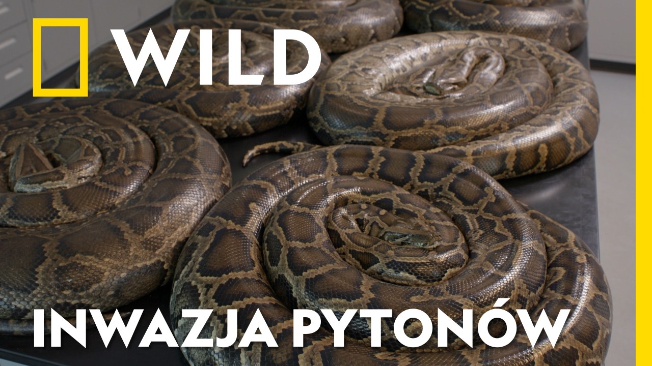 Moda na węże w roli domowych pupili doprowadziła do dramatycznej sytuacji! | INWAZJA PYTON&Oacute;W