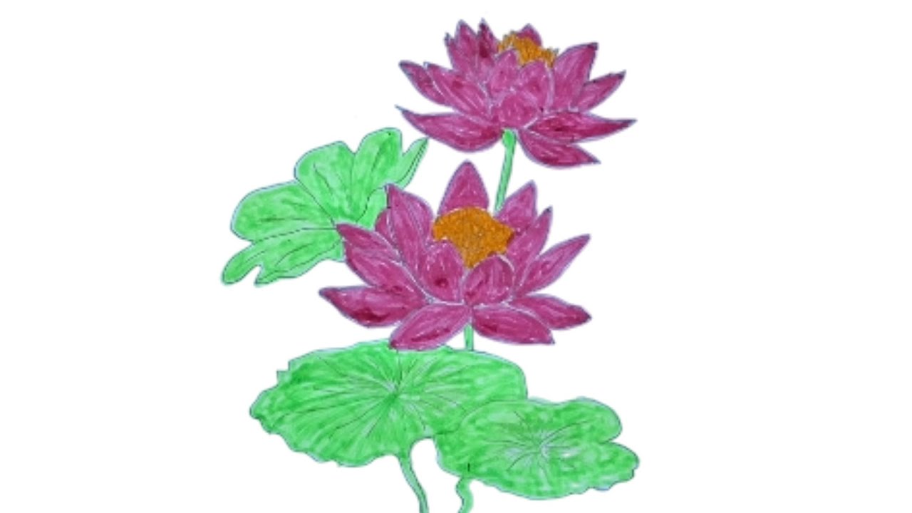 “Magical Water Lily Drawing ✨ | RainbowPictures”