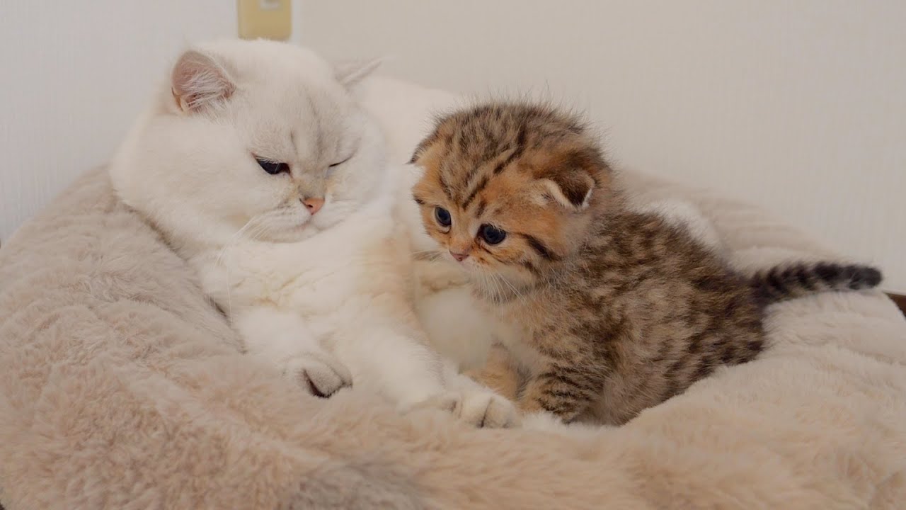 Котенок был таким милым, когда приближался к тому месту, где спал папа-кот!