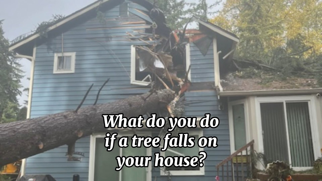 What Do You Do if a Tree Falls on your House?