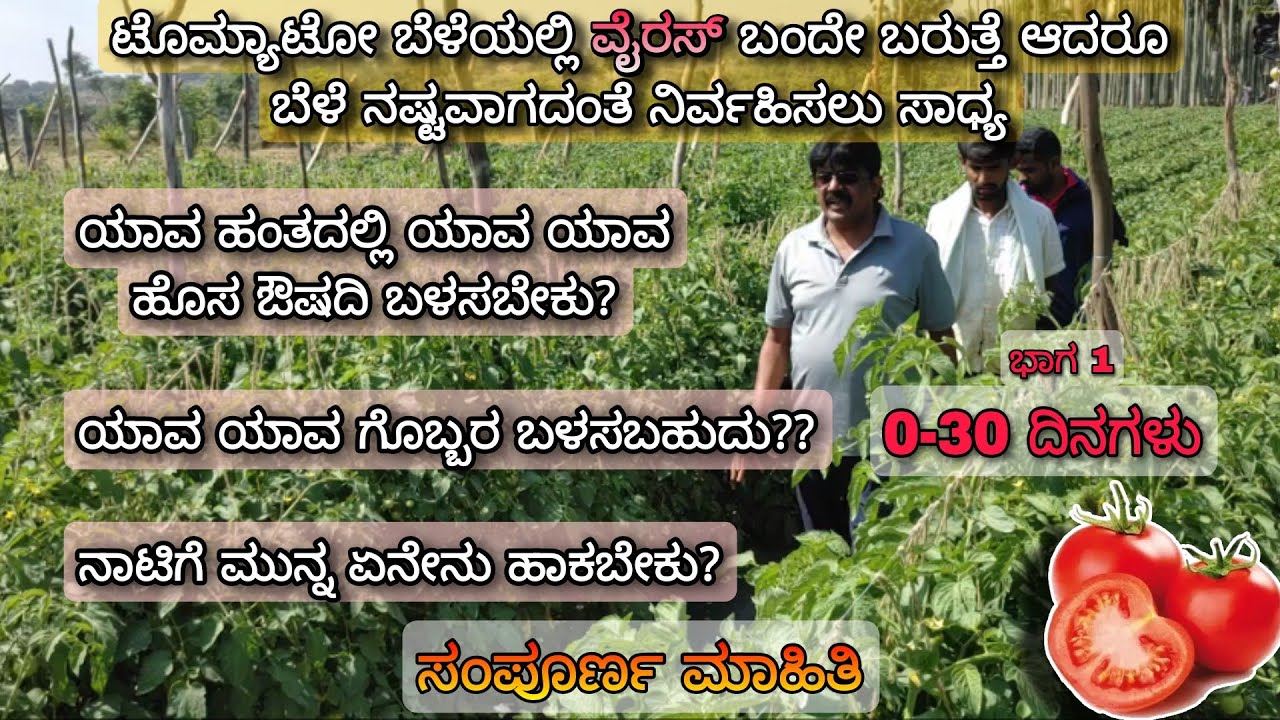 ಭೂಮಿಸಿದ್ಧತೆಯಿಂದ 30ದಿನಗಳ ವರೆಗೆ ಟೊಮ್ಯಾಟೋ ವೈರಸ್ ನಿರ್ವಹಣಾ ಕ್ರಮಗಳು | Tomato cultivation for this summer