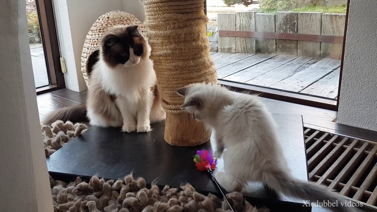 Introducing a kitten to an adult cat (compilation)