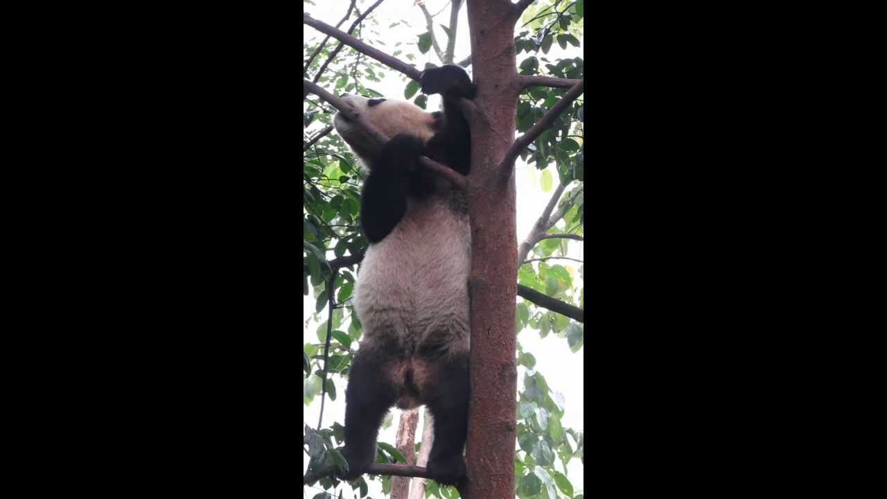 Panda Climbing a Tree at Bifengxia, China
